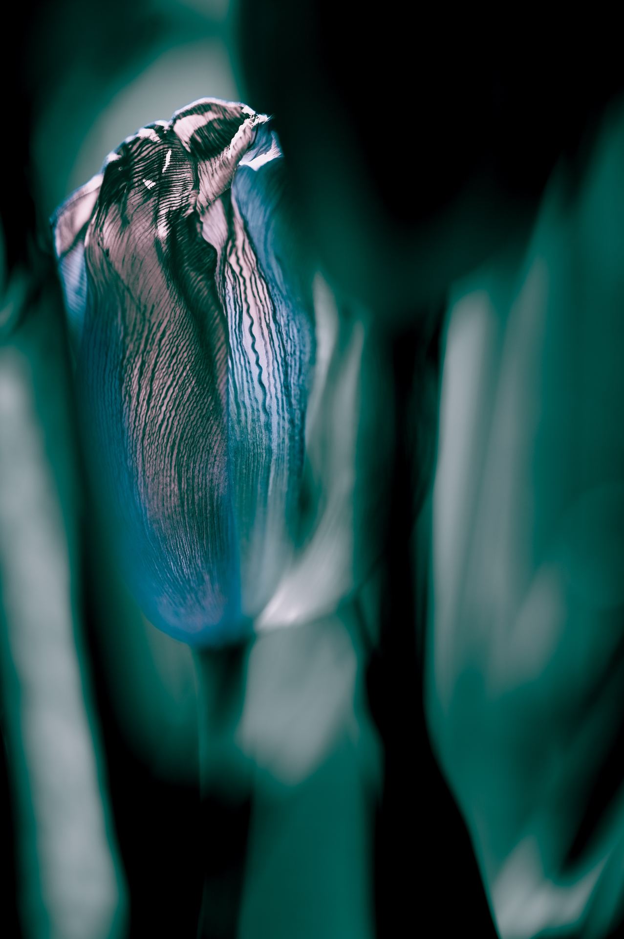 Aer, No. 03 — Last Breath, archival pigment print by Fegg Mou